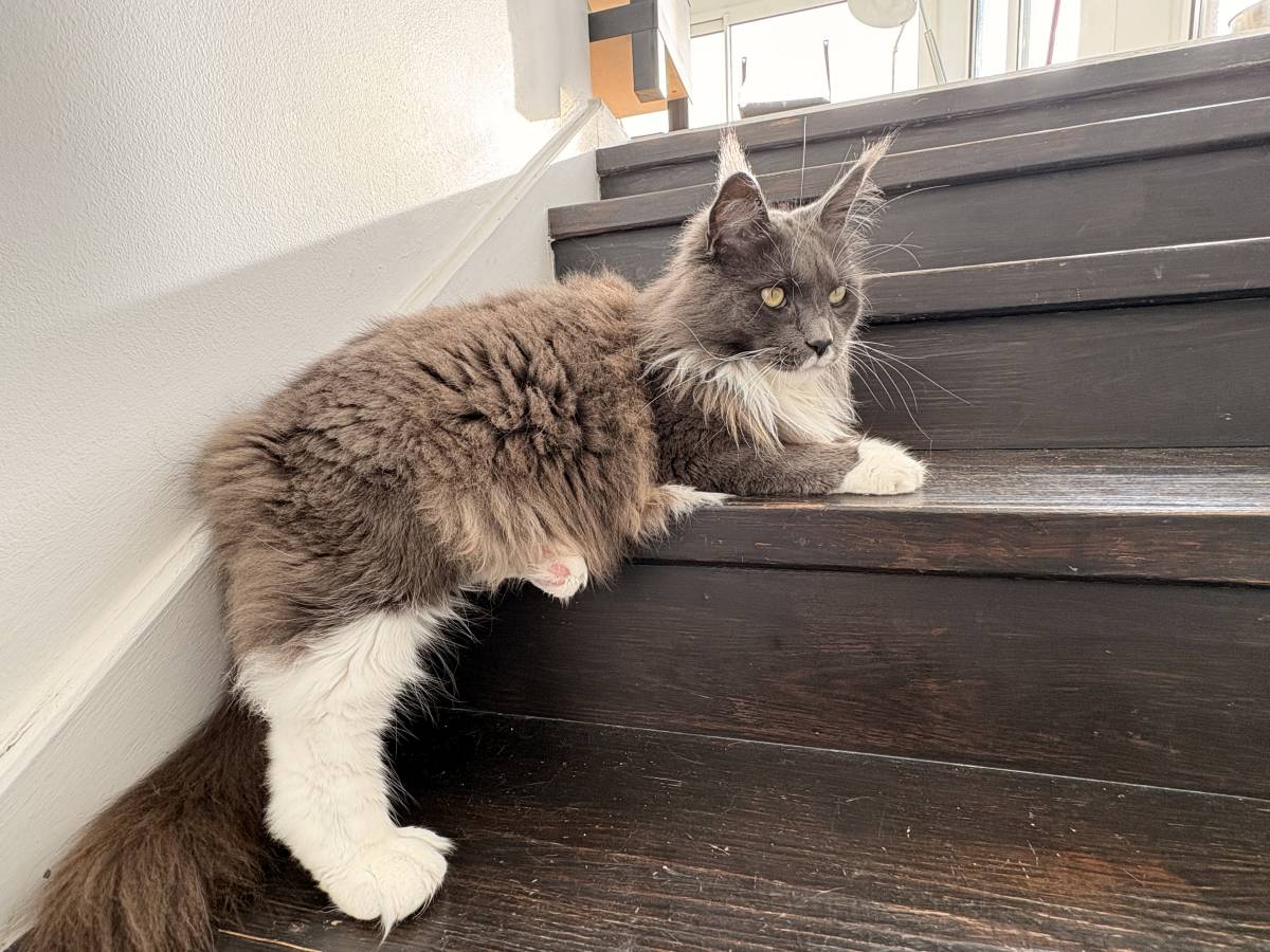Pet Care Service - Cascais - Pet Sitting