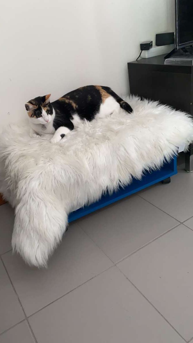 Liz - Aveiro - Pet Sitting