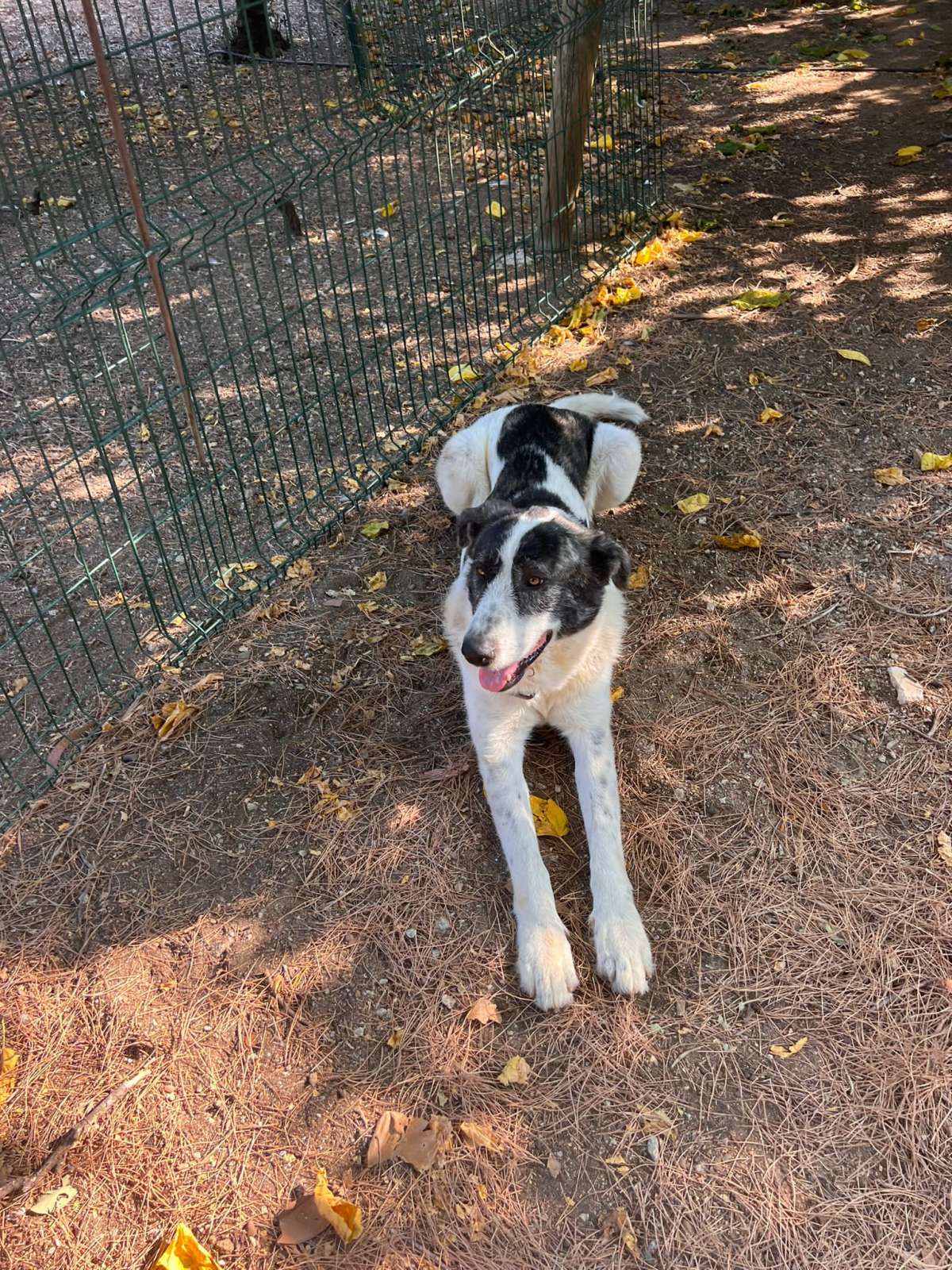 Beatriz - Cascais - Creche para Cães