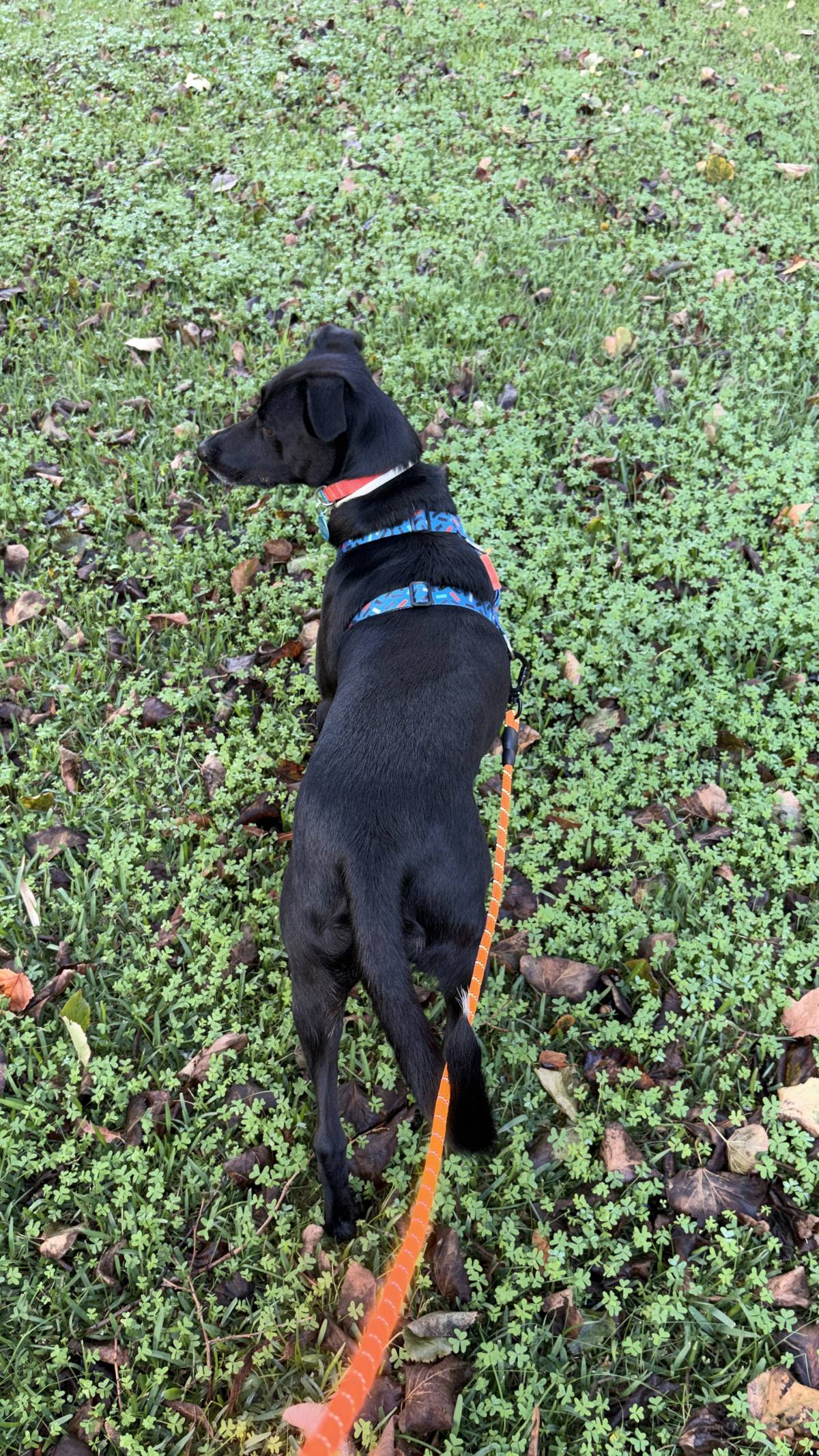 Pet Care Service - Cascais - Dog Walking