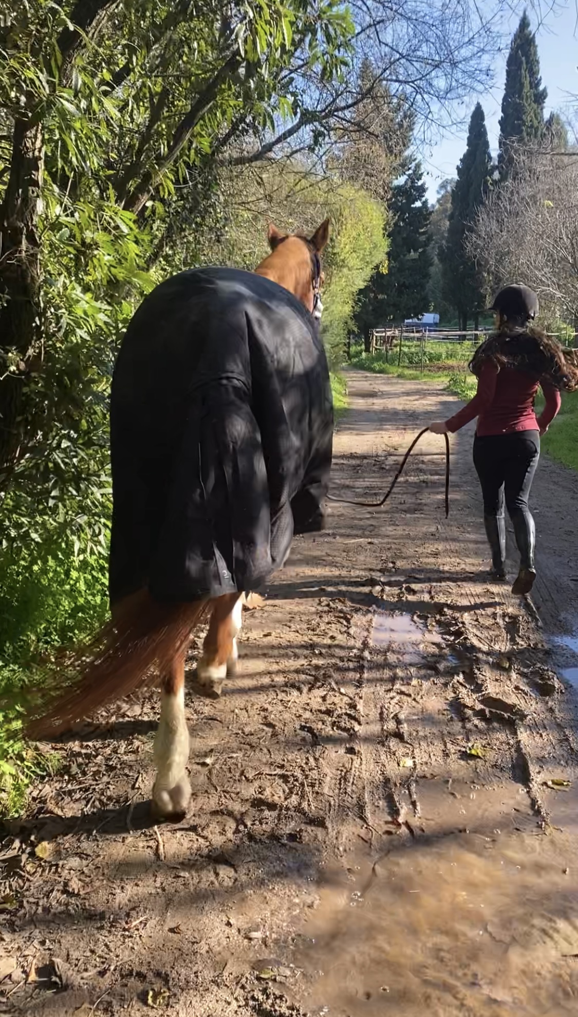 Mariana simões - Lisboa - Dog Walking