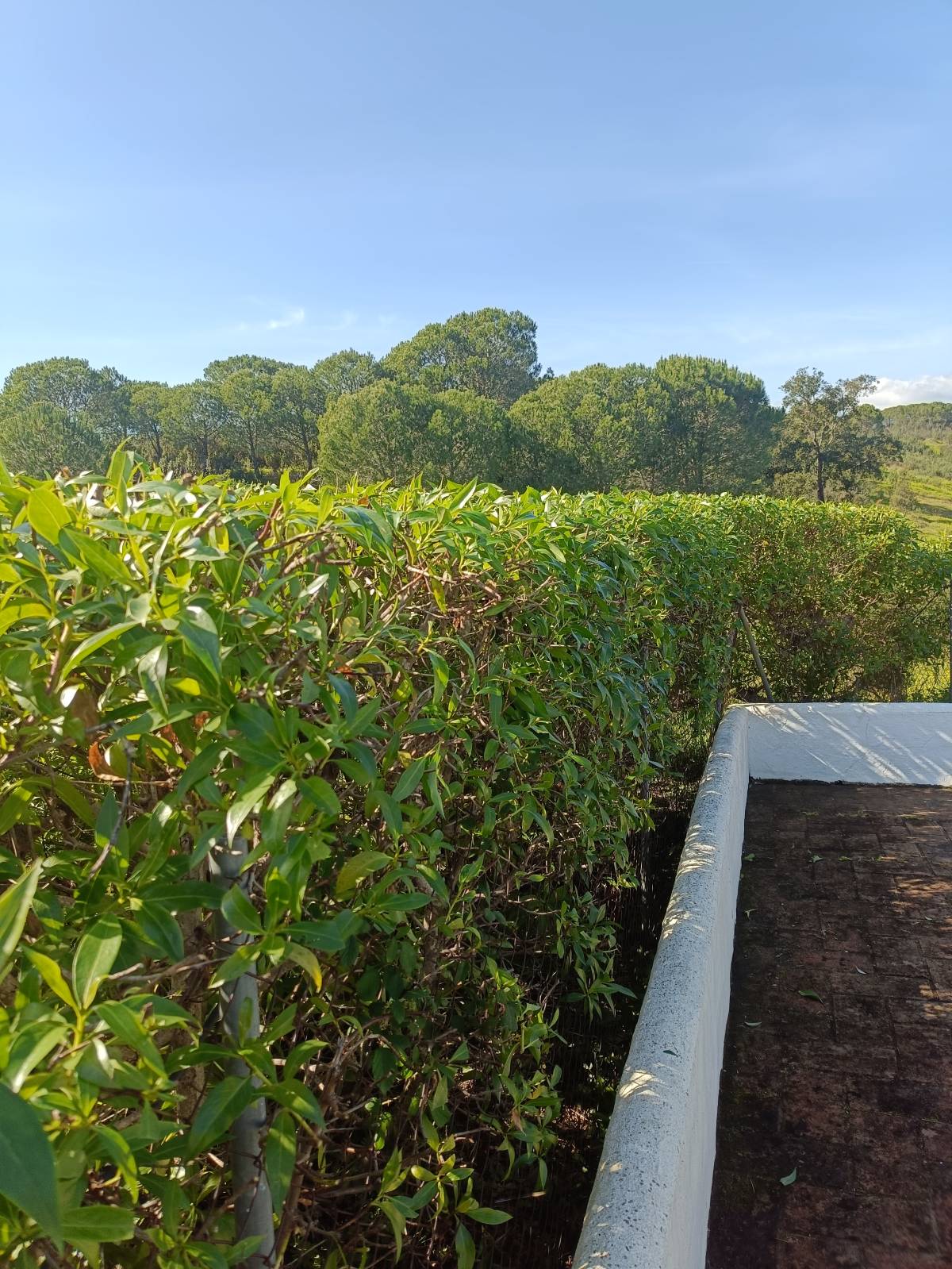 Império Verde - Portimão - Gardening