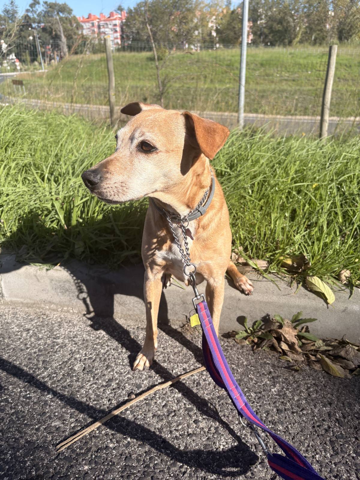 Pet Care Service - Cascais - Dog Walking