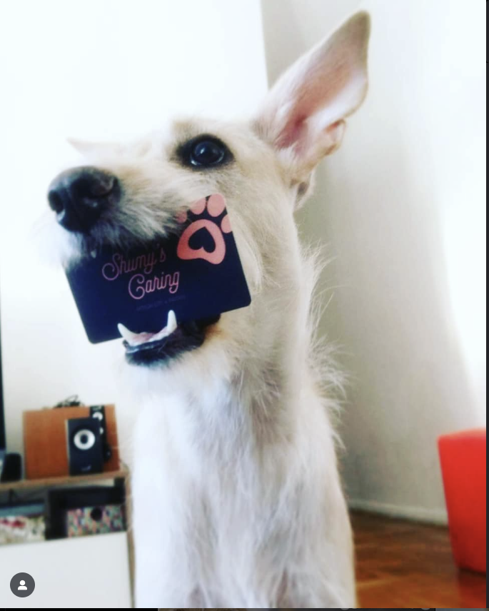 Liz - Aveiro - Katzensitter