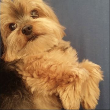Liz - Aveiro - Hundeausführung