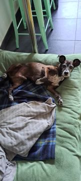 Hotel e Creche para Animais