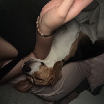 Pet Care Service - Cascais - Pet Sitting