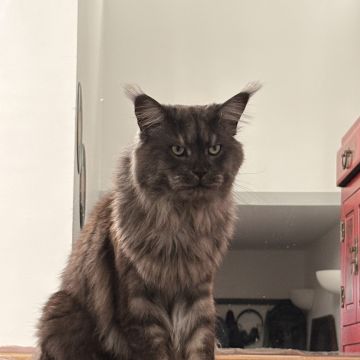 Pet Care Service - Cascais - Pet Sitting
