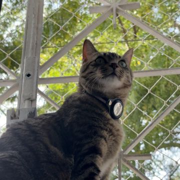 Pet Care Service - Cascais - Pet Sitting e Pet Walking