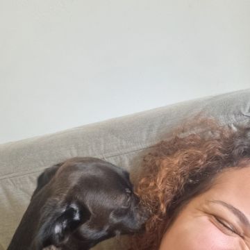 Maira Ramos - Almada - Pension pour chiens