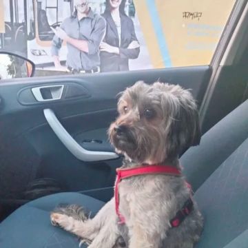 Tiago Neves - Lisboa - Pet Sitting and Walking