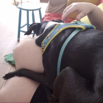 Liz - Aveiro - Pet Sitting