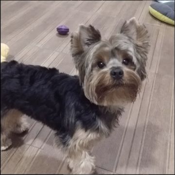 Liz - Aveiro - Katzensitter