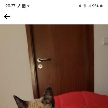 Susana Ribeiro - Mira - Baths and Grooming for Animals