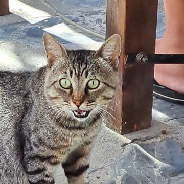Susana Ribeiro - Mira - Pet Care and Grooming