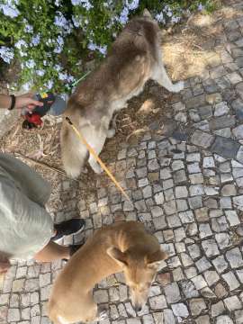 Beatriz - Cascais - Dog Walking