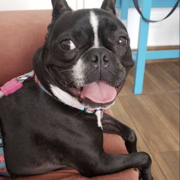 Liz - Aveiro - Pet Sitting