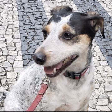 Liz - Aveiro - Haustiere - Pflege