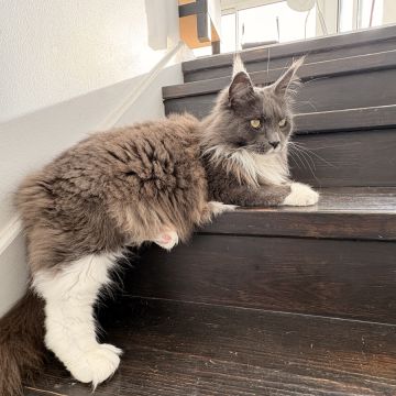 Pet Care Service - Cascais - Pet Sitting