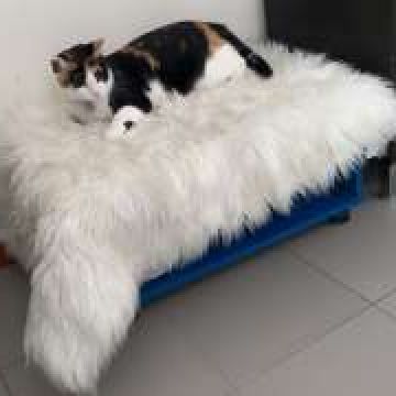 Liz - Aveiro - Pet Sitting