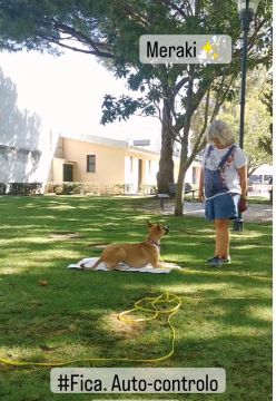 INÊS DUARTE TREINO E COMPORTAMENTO ANIMAL - Cascais - Modificación del comportamiento animal