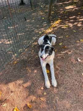 Beatriz - Cascais - Creche para Cães