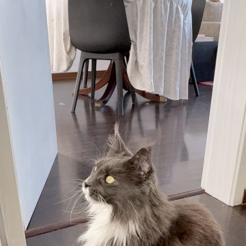 Pet Care Service - Cascais - Pet Sitting e Pet Walking