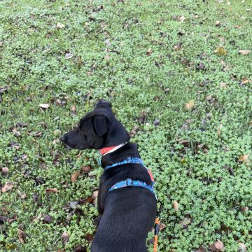 Pet Care Service - Cascais - Dog Walking