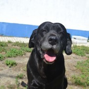 Marta d'Andrade - Ferreira do Alentejo - Dog Walking