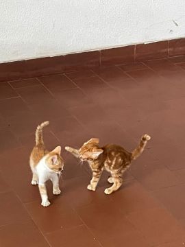 Hotel para Gatos