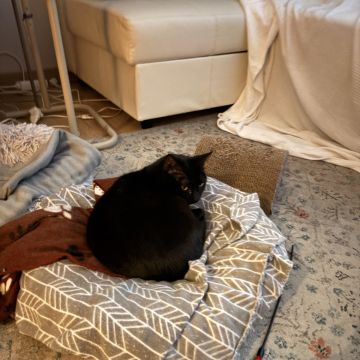 Pet Care Service - Cascais - Dog Sitting