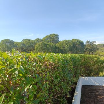 Império Verde - Portimão - Gardening