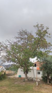 Podador de Árvores