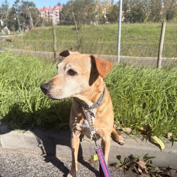 Pet Care Service - Cascais - Dog Walking
