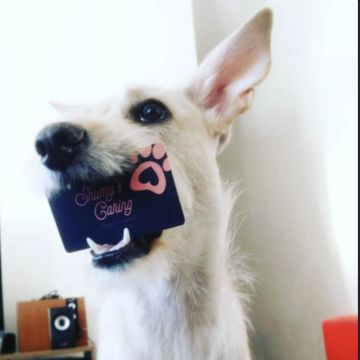 Liz - Aveiro - Katzensitter