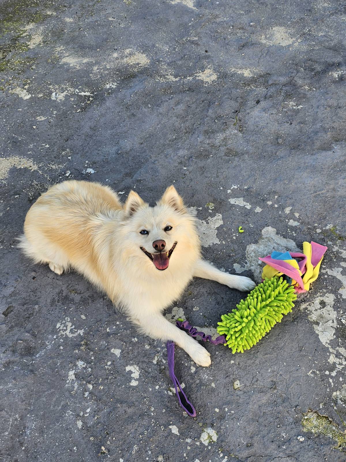 Andreia Galante - PetSitter/DogWalker - Sintra - Pension et garderie pour animaux