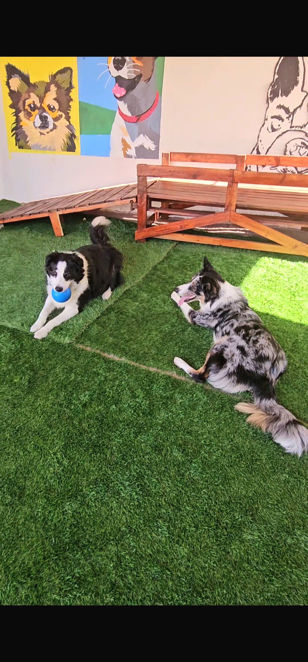 Andreia Galante - PetSitter/DogWalker - Sintra - Garde et promenade d’animaux