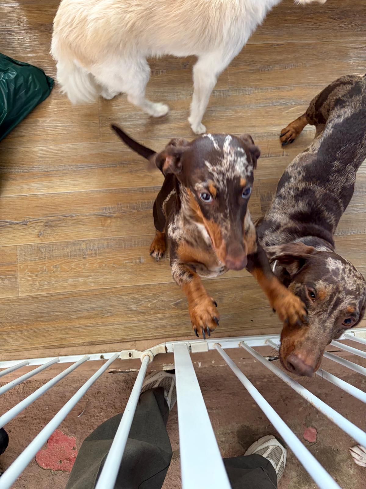 Andreia Galante - PetSitter/DogWalker - Sintra - Dog Daycare