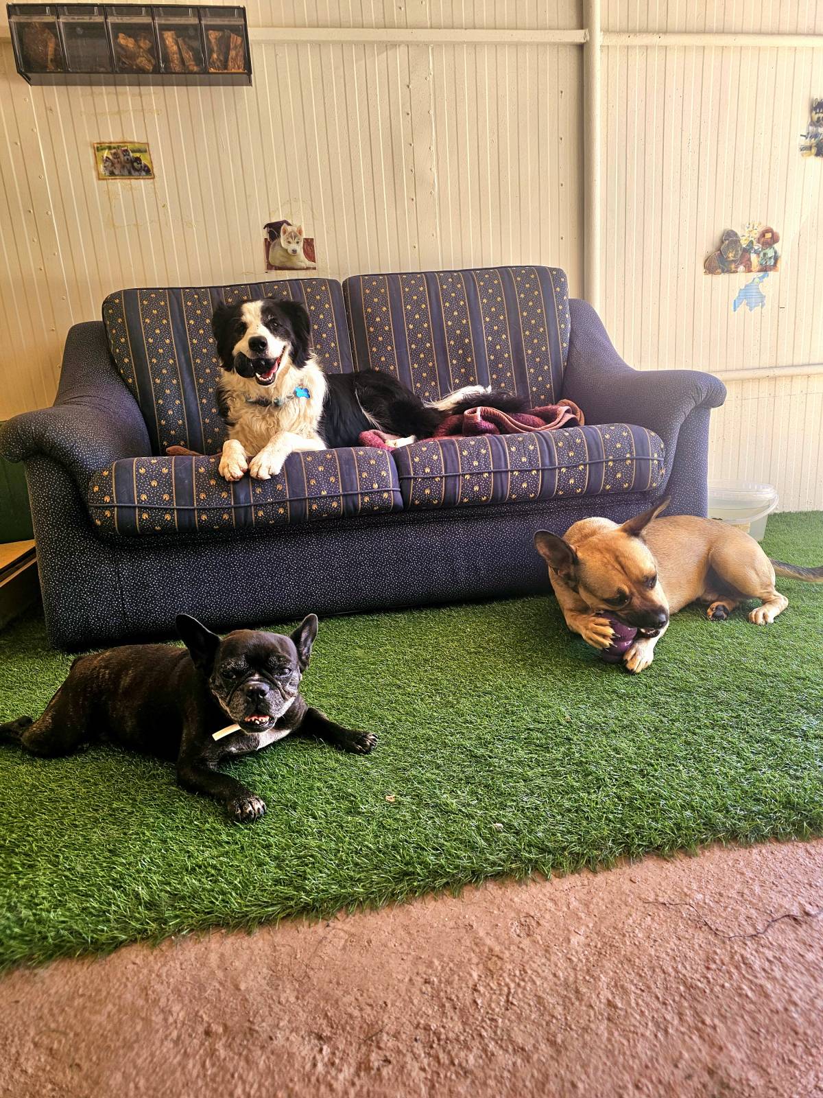 Andreia Galante - PetSitter/DogWalker - Sintra - Hôtel pour chats