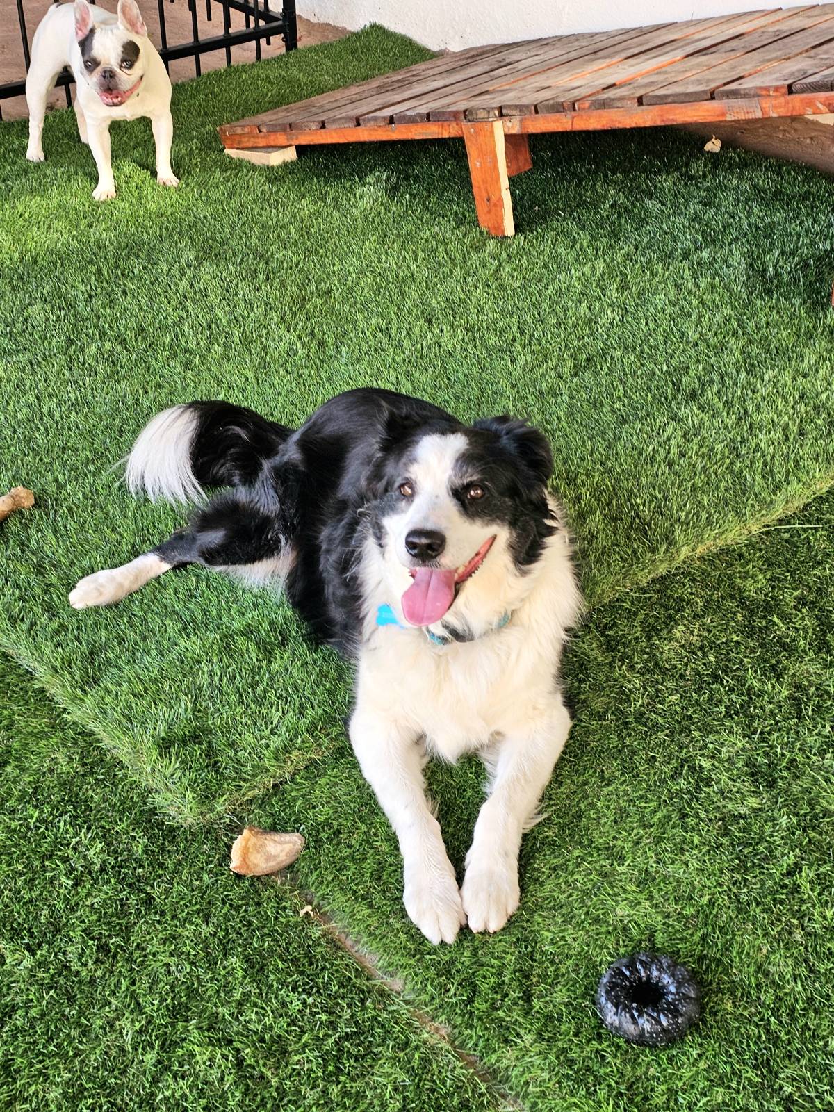 Andreia Galante - PetSitter/DogWalker - Sintra - Garde de chat