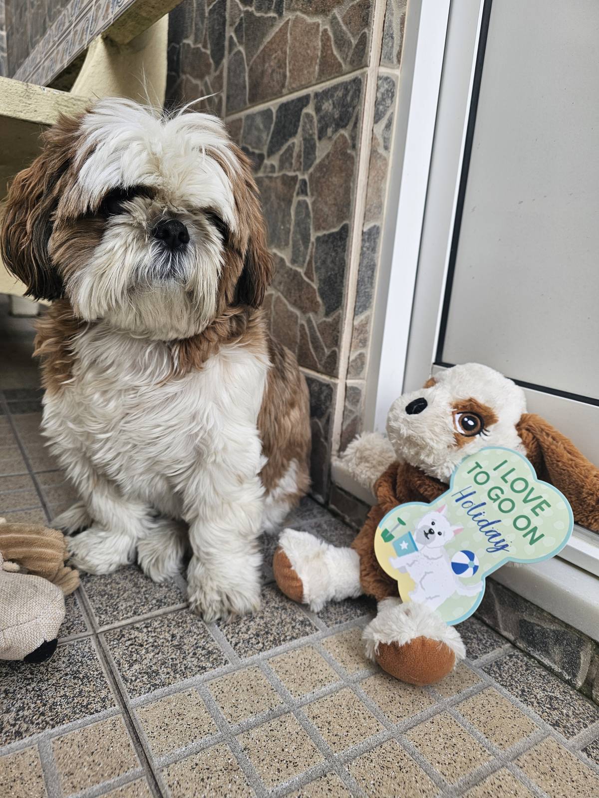 Andreia Galante - PetSitter/DogWalker - Sintra - Hôtel pour animaux de compagnie
