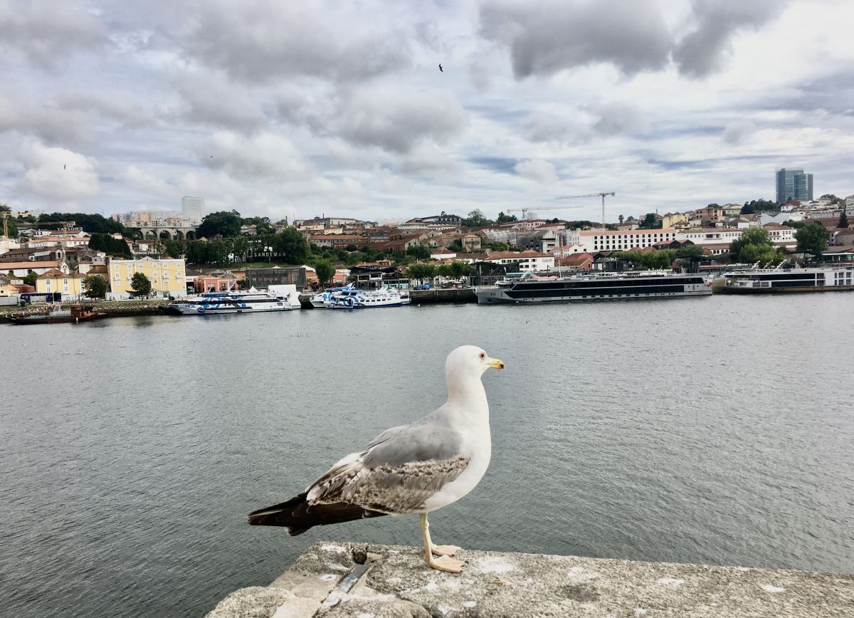 Nuno Pacheco - Lisboa - Valet Parking Services