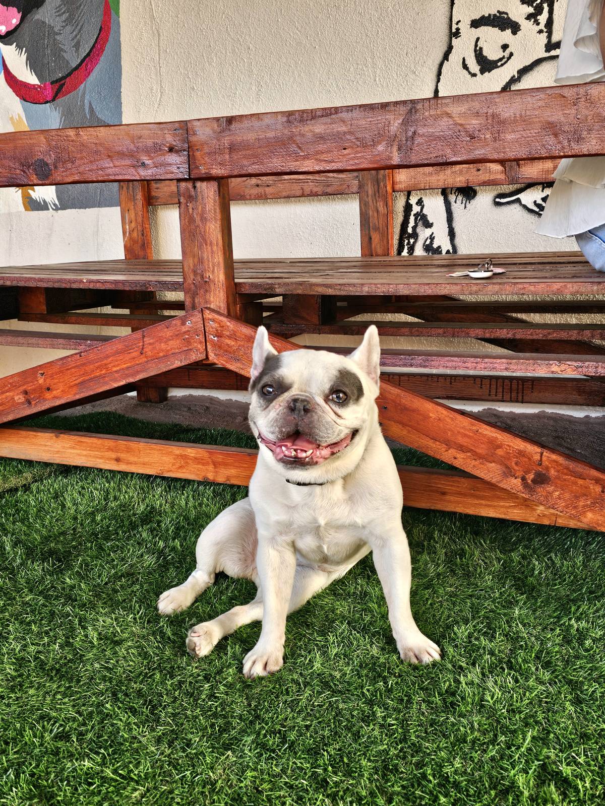 Andreia Galante - PetSitter/DogWalker - Sintra - Garderie pour chiens