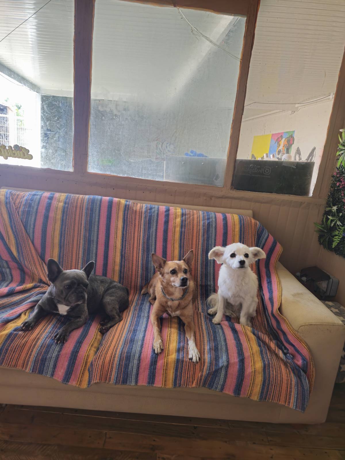 Andreia Galante - PetSitter/DogWalker - Sintra - Dog Sitting