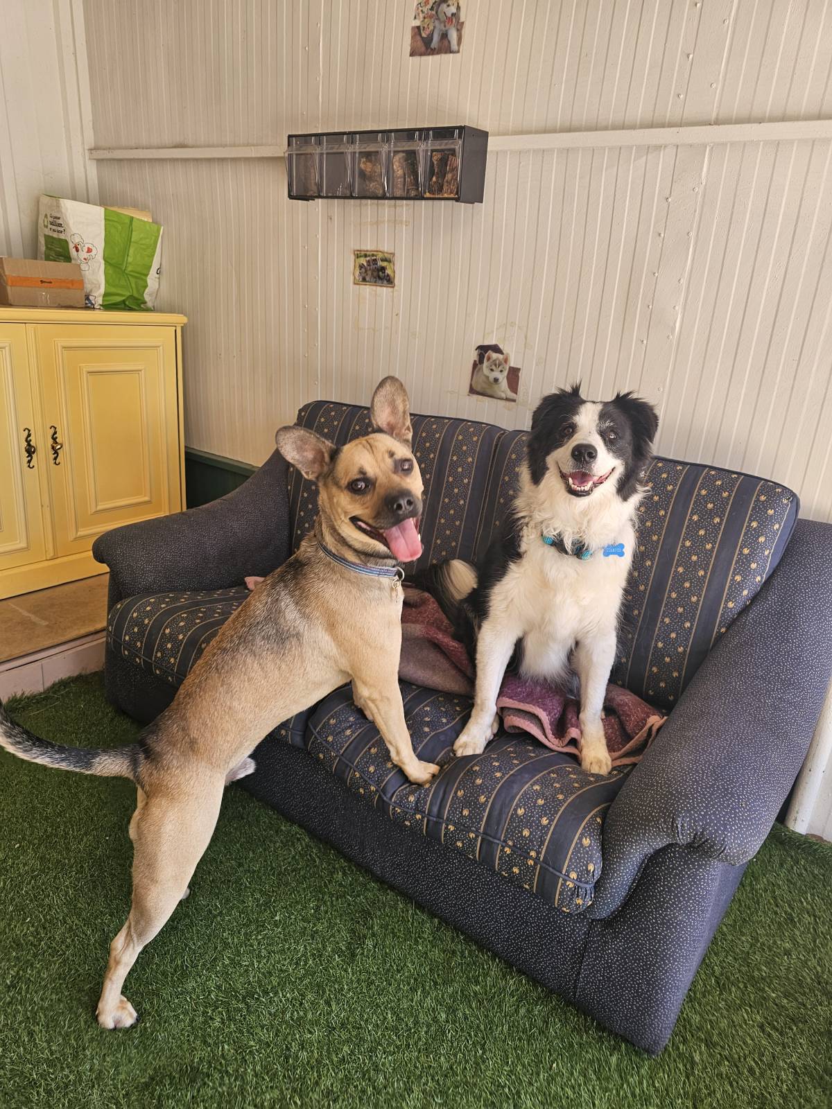 Andreia Galante - PetSitter/DogWalker - Sintra - Hôtel pour animaux de compagnie