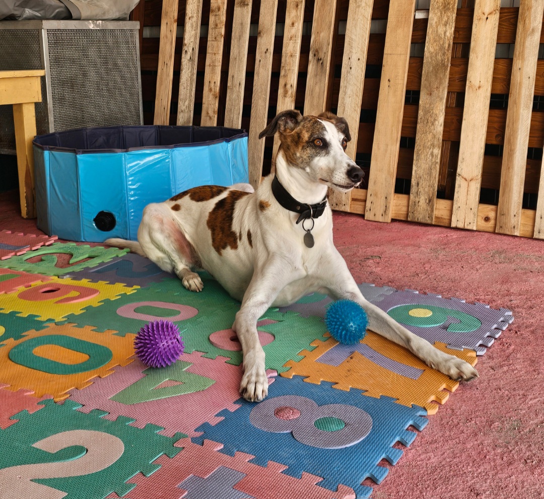 Andreia Galante - PetSitter/DogWalker - Sintra - Promenade de chiens