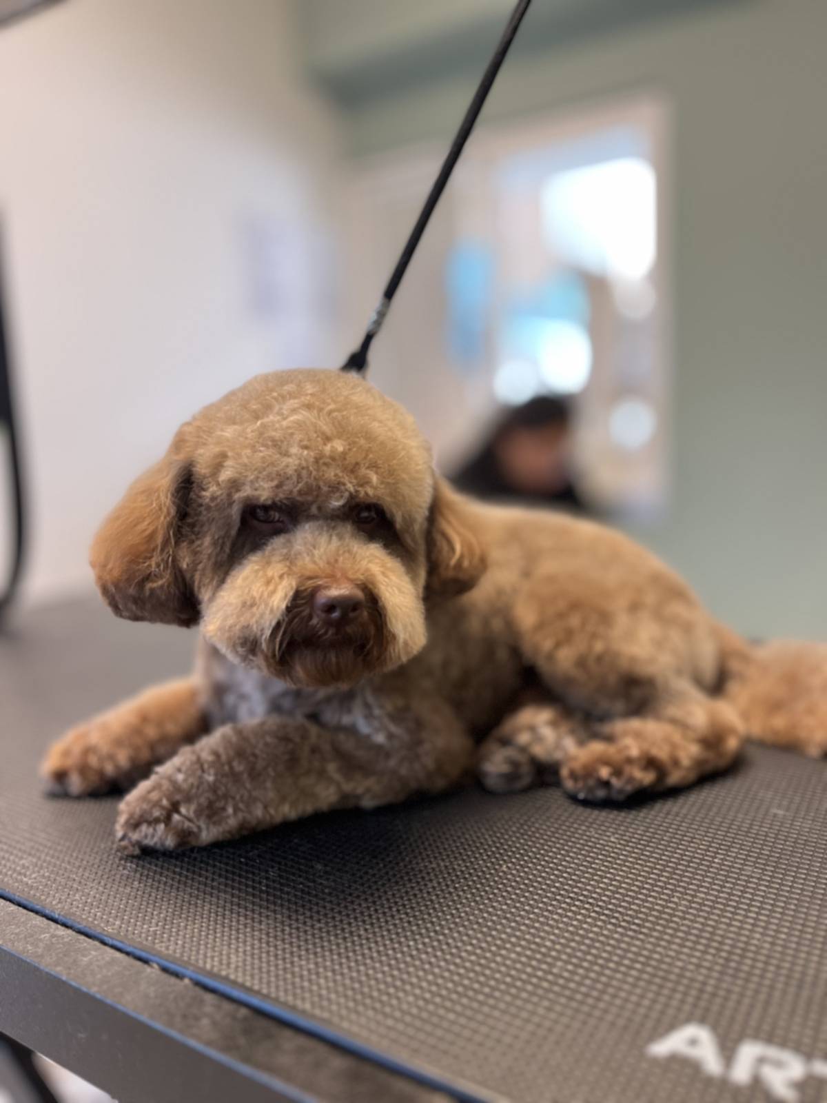 Maykon Alves - Cascais - Creche para Cães