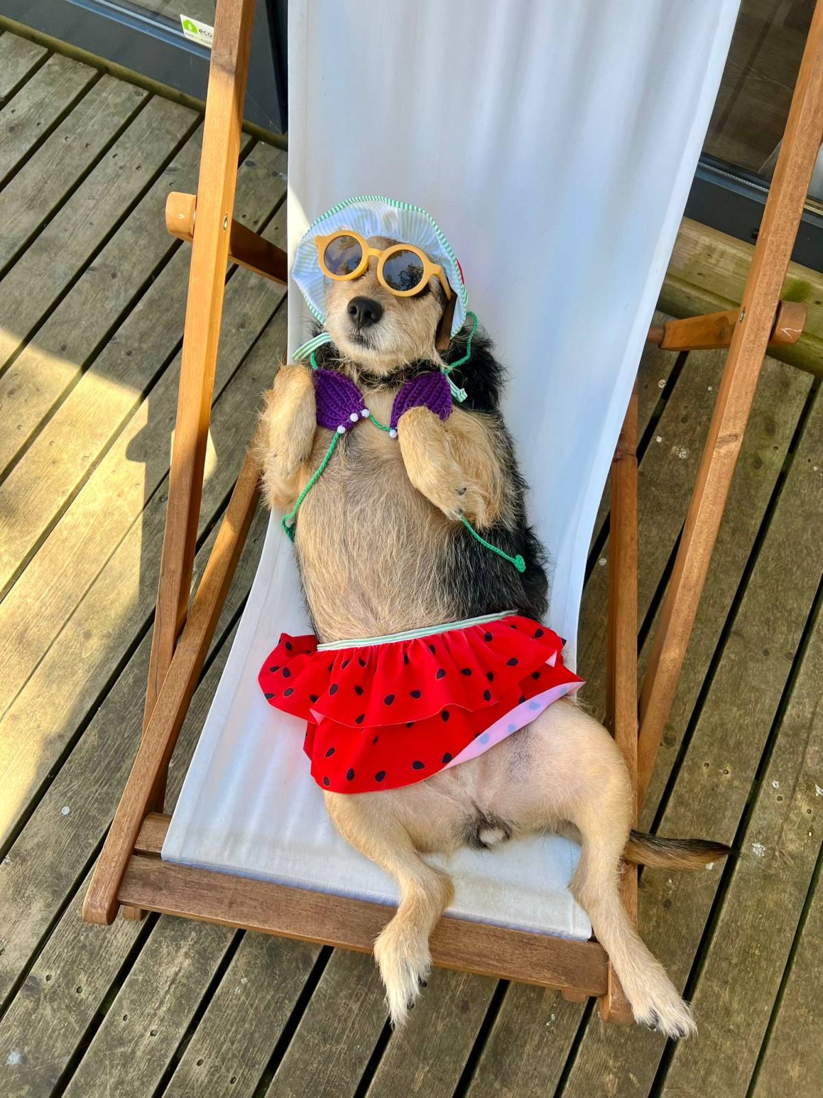 Tia Malu - Lisboa - Katzensitter