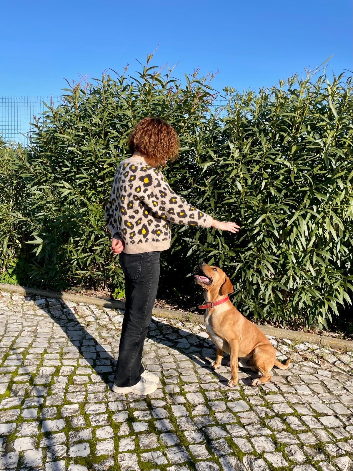 Smartdogs - Montijo - Animal Behavior Modification