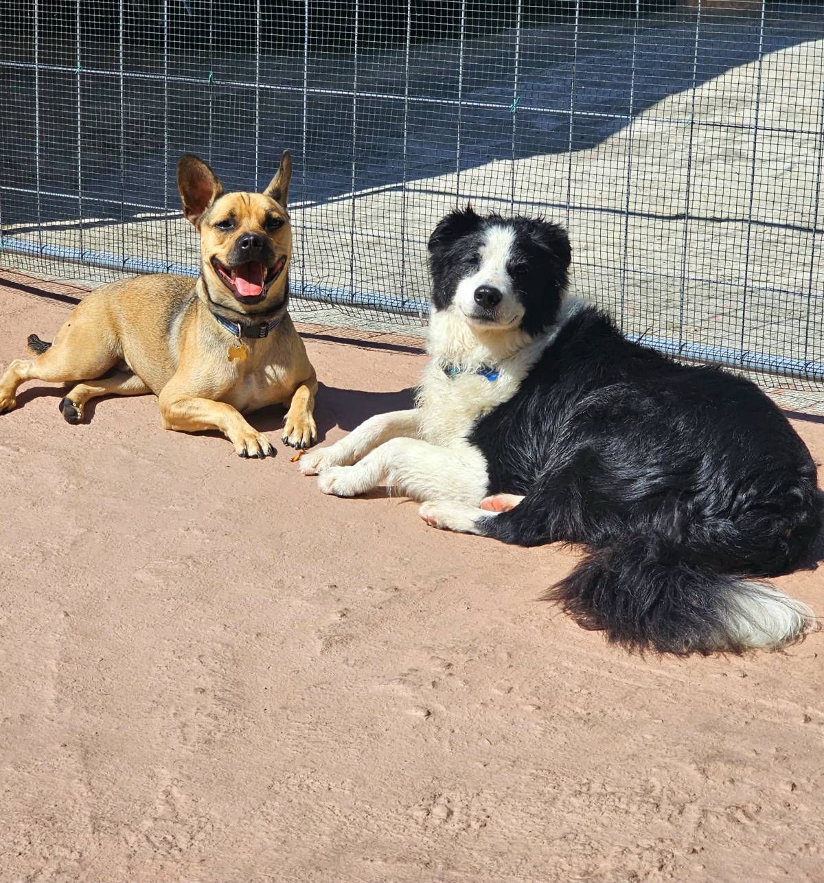 Andreia Galante - PetSitter/DogWalker - Sintra - Pension et garderie pour animaux